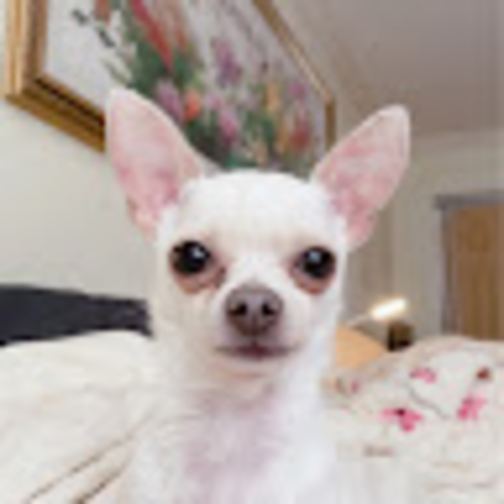 Meet your Posher, Maggie